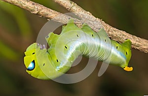 Oleander hawk moth photo