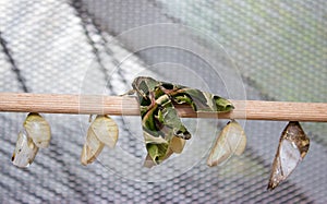 Oleander hawk-moth and butterfly hoods