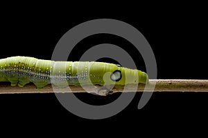 Oleander hawk-moth Caterpillar or Army green moth Caterpillar Daphnis nerii, Sphingidae climb at plant, isolated on black