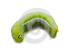 Oleander Hawk Moth Caterpillar (Daphnis nerii, Sphingidae), climb at plant, isolated on white background