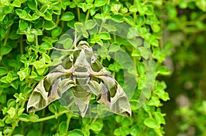 Oleander Hawk moth (Daphnis nerii)