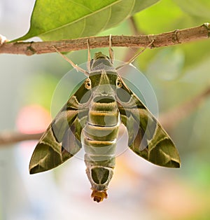 Oleander Hawk moth (Daphnis nerii).