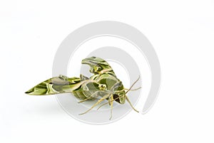 Oleander Hawk moth on isolated white background