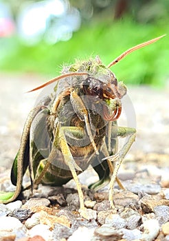 Oleander Hawk - moth Daphnis nerii