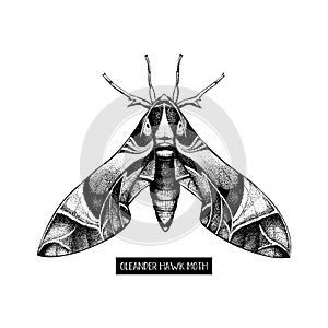 Oleander hawk moth drawing isolated on white. Vector illustration of hand drawn butterfly. Vintage insects sketch.