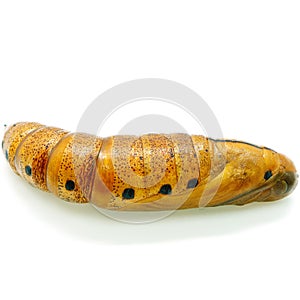 Oleander Hawk-moth pupa