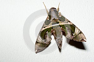 Oleander Hawkmoth