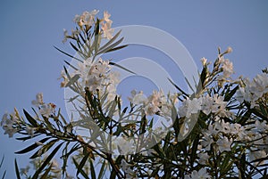 The oleander, with its white, simple flower