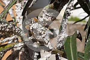 Oleander leaves densely covered with scale insects. Mealy mealybug.