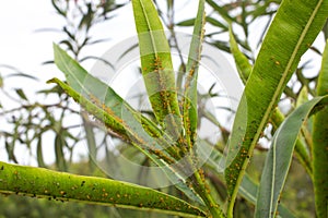 Oleander leaves densely covered with scale insects. Mealy mealybug.