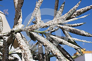 Oleander leaves densely covered with scale insects. Mealy mealybug.