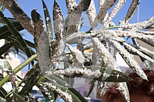 Oleander leaves densely covered with scale insects. Mealy mealybug.