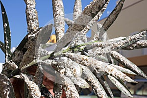 Oleander leaves densely covered with scale insects. Mealy mealybug.