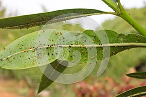 Oleander leaves densely covered with scale insects. Mealy mealybug.