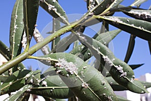 Oleander leaves densely covered with scale insects. Mealy mealybug.