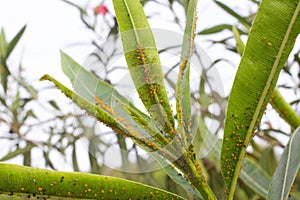 Oleander leaves densely covered with scale insects. Mealy mealybug.