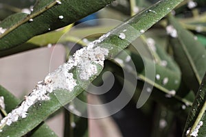 Oleander leaves densely covered with scale insects. Mealy mealybug.