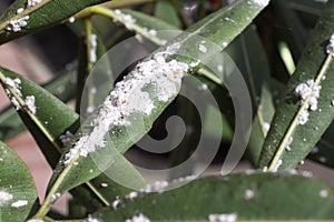 Oleander leaves densely covered with scale insects. Mealy mealybug.