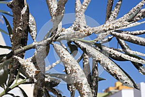 Oleander leaves densely covered with scale insects. Mealy mealybug.