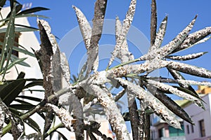 Oleander leaves densely covered with scale insects. Mealy mealybug.