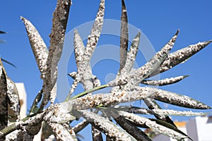 Oleander leaves densely covered with scale insects. Mealy mealybug.