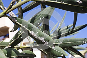 Oleander leaves densely covered with scale insects. Mealy mealybug.