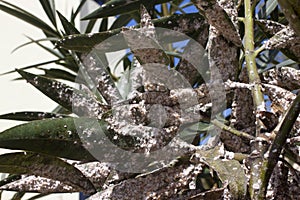 Oleander leaves densely covered with scale insects. Mealy mealybug.