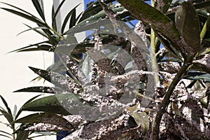 Oleander leaves densely covered with scale insects. Mealy mealybug.