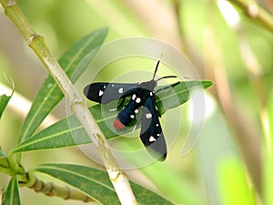 Oleander Moth (Syntomeida epilais) photo