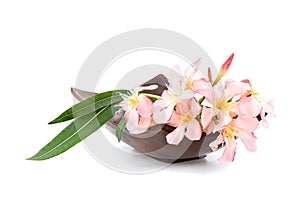 Oleander or nerium oleander flowers isolated on white background