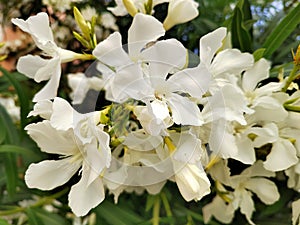 Oleander flowers and plant photo
