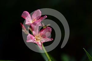 Oleander or Nerium oleander flowers on nature background