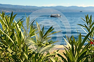 Oleander (Nerium oleander) at Kvarner gulf in Croatia