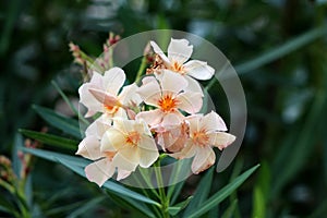 Oleander or Nerium oleander shrub plant with fully open blooming white flowers with yellow center surrounded with long dark green