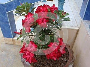 Oleander is an ornamental flower that is popularly planted in front of the house because the trunk is not very high.