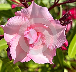 Oleander Pink Beauty, Nerium oleander