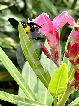 Oleander pink color flower