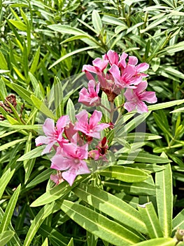 Oleander pink color flower with