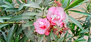 Oleander rosebay flower and buds close up