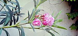 Oleander rosebay flower and buds snap