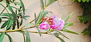 Oleander rosebay flower and buds snap stock