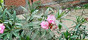 Oleander rosebay flowers