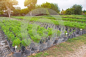 Oleander seedlings are an ornamental shrub propagated vegetatively by cuttings on the garden center plantation