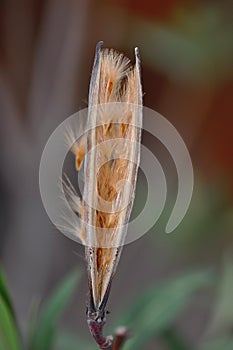 Oleander seeds