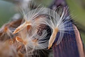 Oleander seeds coming out of their pod