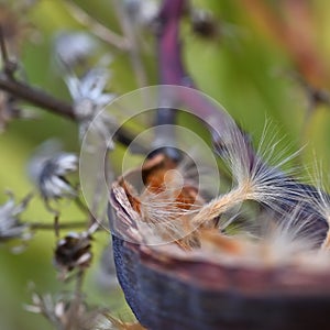 Oleander seeds coming out of their pod