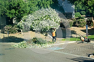 Oleander Spring Trimming in Phoenix, Arizona