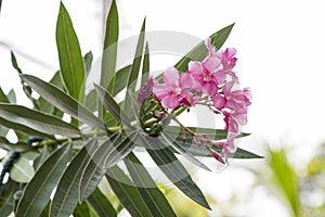 Oleander, Sweet Oleander, Rose Bay, blooming flowers in the garden.