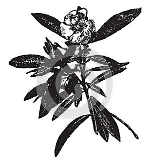 Oleander vintage illustration