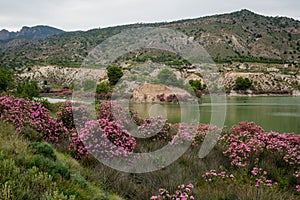 Oleanders in bloom in the Embalse del Mayes in Murcia. Spain